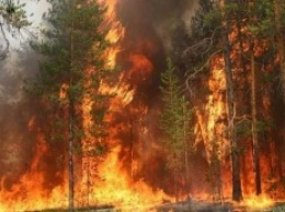 Площадь лесного пожара в Ростовской области выросла до 21 га
