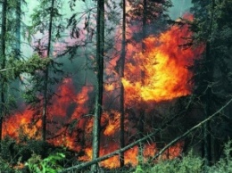 В Волгоградской области сгорели около четырех гектаров леса