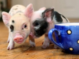 В Китае начали продавать микро-свиней всем желающим
