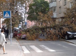 В Печерском районе на машины рухнуло дерево