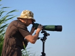 В Запорожье впервые пройдет массовое наблюдение за птицами