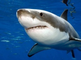 Австралийцы хотят использовать смартфоны для защиты от акул