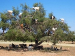 Глупые козы взобрались на дерево в поисках своего ужина