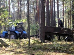 Около 2 тыс. копателей янтаря уже покинули лесной массив на Волыни, милиция охраняет территорию