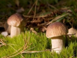 Самые злачные грибные места в Закарпатье: куда осенью идти на тихую охоту