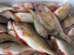Рыбак в запорожском селе заплатит более 2000 гривен за незаконный улов