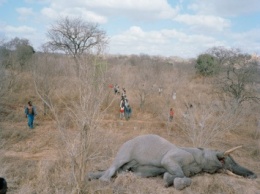 В Зимбабве браконьеры ради бивней отравили цианидом 12 слонов