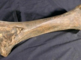 Ученые ТГУ нашли более 600 костей мамонтов в их «витаминном санатории»