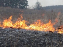 В лесу под Киевом локализовали пожар