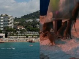 Франция: Пляжи Канн захватили крысы