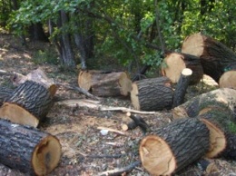 На Днепропетровщине мужчина незаконно вырубил деревьев на полмиллиона гривен