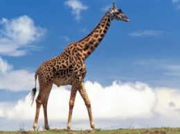 Ученые раскрыли тайну жирафов