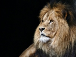 Датский зоопарк проведет публичное вскрытие льва