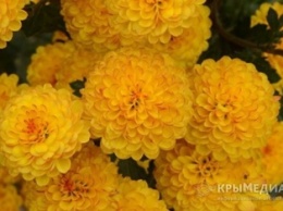 Посетители «Бала хризантем» в Ялте смогут увидеть порядка 30 тыс. цветов 200 сортов