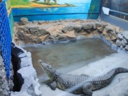 В качестве вынужденного переселенца в Запорожье приехал крокодил