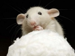 В Китае ученые создали плащ-невидимку для мышей