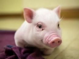 В Сумской области обнаружены очаги африканской чумы свиней