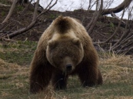 В лесу Хабаровского края охотник и медведь убили друг друга