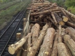 В Закарпатье пограничники обнаружили тайник в вагонах с лесом (ВИДЕО)
