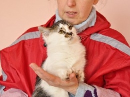 В Киеве состоится благотворительная ярмарка кошек