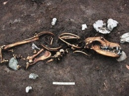 Археологи из Дании нашли древнее поселение времен железного века