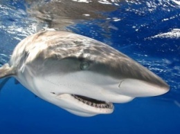 На Гавайских на двух мужчин напала акула