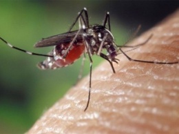 Российские ученые скрестили комаров из Италии и РФ для понимания процесса эволюции