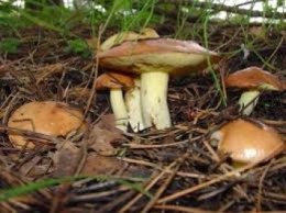 На Закарпатье семья отравилась грибами