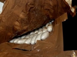 В теле кусавшегося авиапассажира нашли контейнеры с неизвестным веществом
