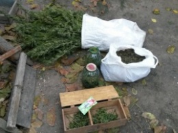 «Урожай» собран: у жителя Жовтневого района изъяли 3,5 кг канабиса и 6 кустов конопли