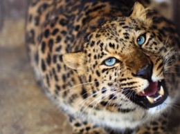 В Приморье редкого дальневосточного леопарда насмерть сбил автомобиль