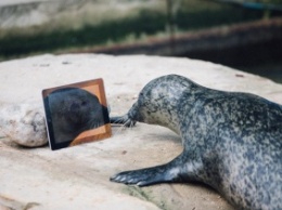 В Великобритании тюлени общаются через FaceTime