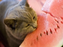 Ученые поняли, почему кошки привередливы в еде