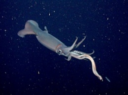 Ученым впервые удалось поймать детенышей гигантского кальмара