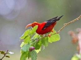 Ученые предрекли исчезновение редких гавайских птиц