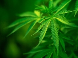 В Аргентине конфискован самый крупный в истории страны груз марихуаны