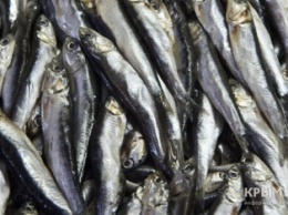 Хамса в Крыму подешевеет, когда наступит похолодание, – глава Госкомитета по рыболовству