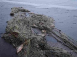 Жители Николаевской области сетями наловили рыбы на 100 тыс.грн