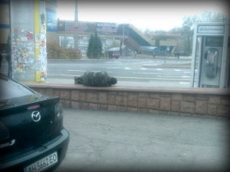В центре Донецка на бордюре целое утро спит боевик «ДНР» (ФОТО)