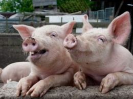 Врадиевка получит из областного бюджета более 100 тысяч гривен на ликвидацию последствий африканской чумы свиней