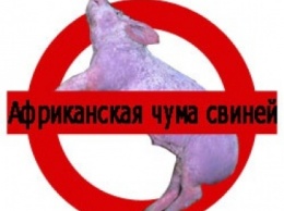 На борьбу с африканской сумой свиней во Врадиевке из областной казны выделили 105 тысяч гривен