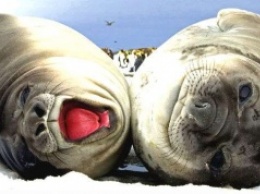 Мурманские ученые превратили тюленей в биологическое оружие