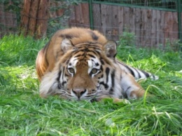 Из зоопарка Ровно исчезли взрослые тигры