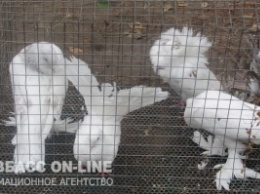 В Кривом Роге прошла выставка голубей (фото)