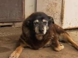 В Австралии нашли новую «самую старую» собаку в мире