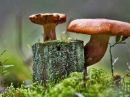 Ученые доказали, что грибы могут вызывать ливни