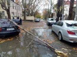 В Крыму в Симферополе дерево упало на BMW и Daewoo Lanos. ФОТО