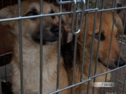 "Не покупай, сотни гибнут на улице": в Николаеве более 10 бездомных животных обрели новый дом