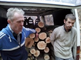 Искупление вины: николаевские активисты заставили двух "лесорубов" высадить деревья