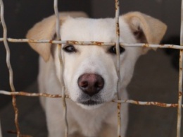 Николаевский "Центр защиты животных" за 3 месяца отловил с улиц города больше 600 собак